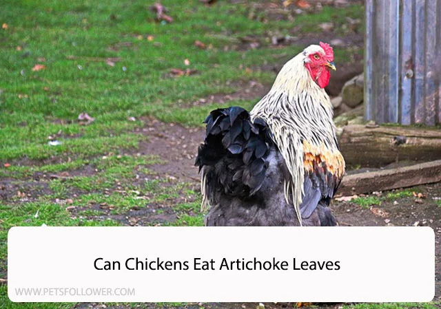 Can Chickens Eat Artichoke Leaves