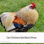 Can Chickens Eat Black Olives