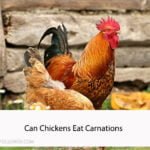 Can Chickens Eat Carnations