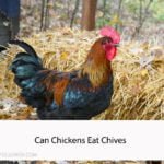 Can Chickens Eat Chives