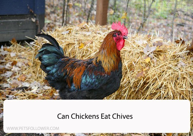 Can Chickens Eat Chives