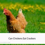 Can Chickens Eat Crackers