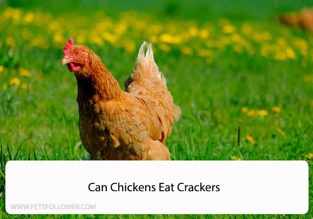 Can Chickens Eat Crackers