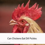 Can Chickens Eat Dill Pickles