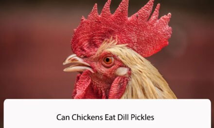 Can Chickens Eat Dill Pickles