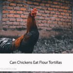 Can Chickens Eat Flour Tortillas