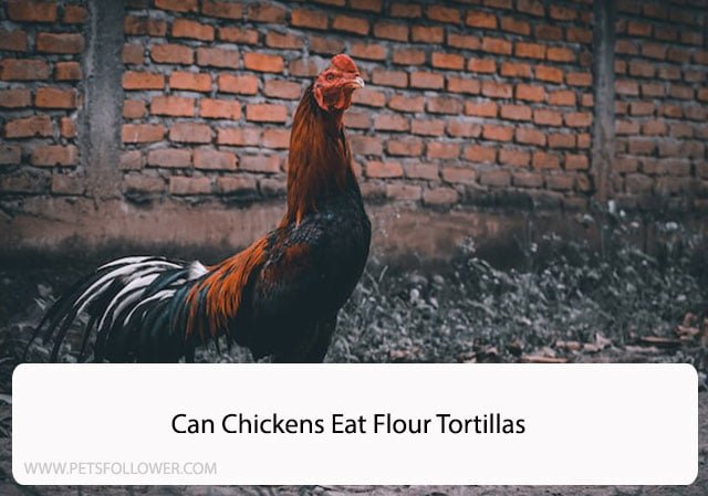 Can Chickens Eat Flour Tortillas