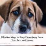 Effective Ways to Keep Fleas Away from Your Pets and Home