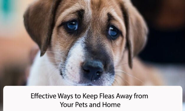 Effective Ways to Keep Fleas Away from Your Pets and Home