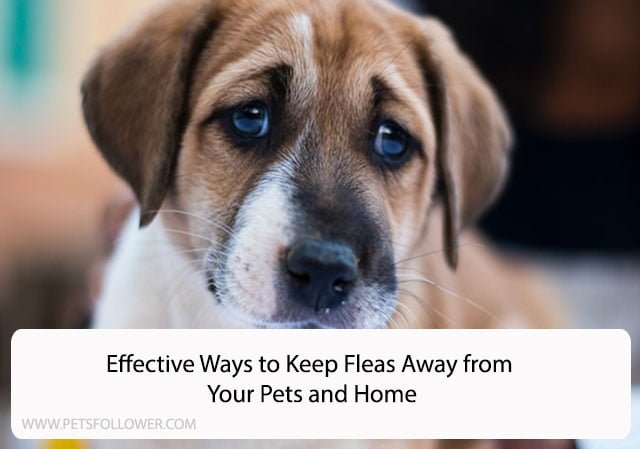 Effective Ways to Keep Fleas Away from Your Pets and Home