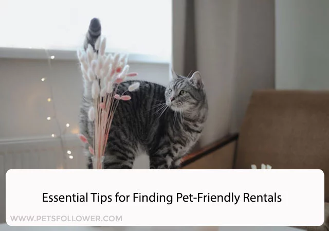 Essential Tips for Finding Pet-Friendly Rentals