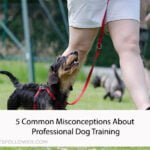 Professional Dog Training
