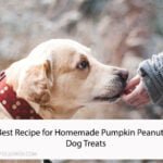 The Best Recipe for Homemade Pumpkin Peanut Butter Dog Treats