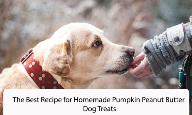 The Best Recipe for Homemade Pumpkin Peanut Butter Dog Treats