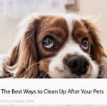 The Best Ways to Clean Up After Your Pets