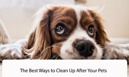 The Best Ways to Clean Up After Your Pets