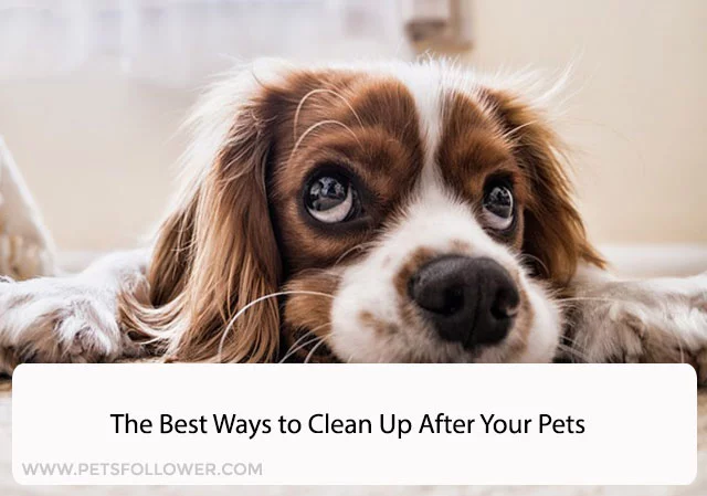 The Best Ways to Clean Up After Your Pets
