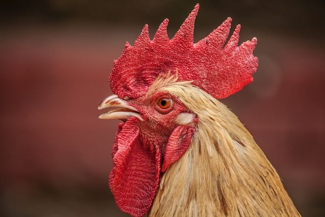 Can Chickens Eat Dill Pickles