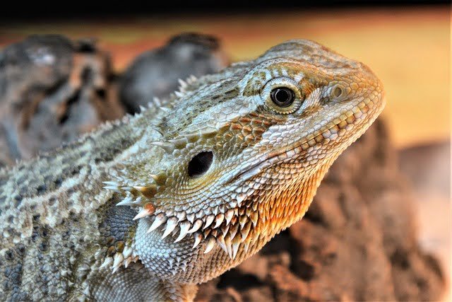 Can Bearded Dragons Eat Chia Sprouts