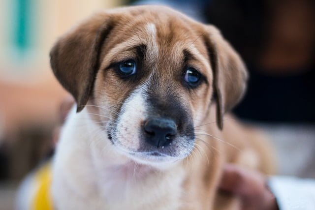 Keep Fleas Away from Your Pets