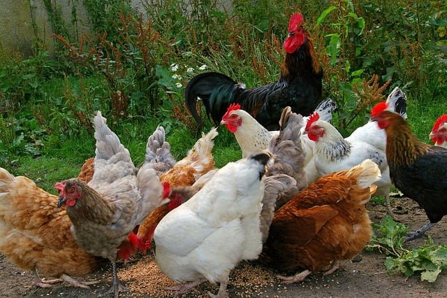 Can Chickens Eat Carnations