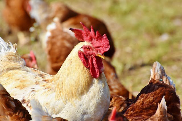 Can Chickens Eat Black Olives