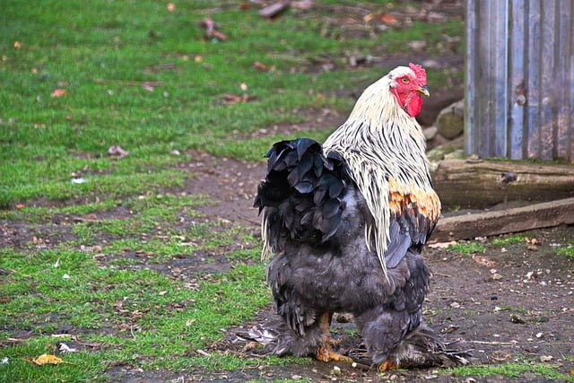 Can Chickens Eat Artichoke Leaves