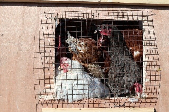 Can Chickens Eat Artichoke Leaves
