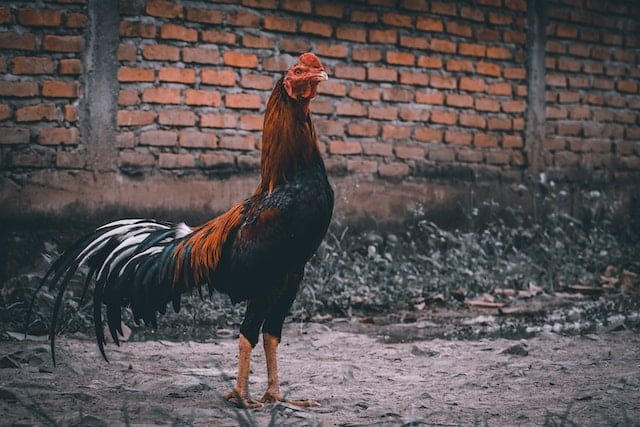 Can Chickens Eat Flour Tortillas