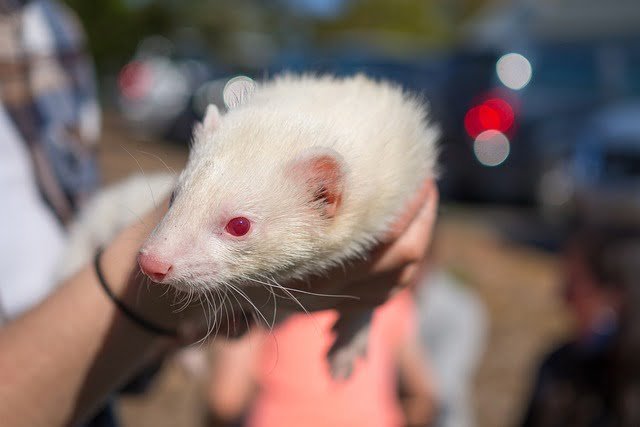 how to get rid of fleas on ferrets naturally