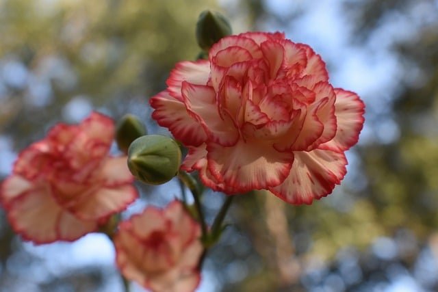 Can Chickens Eat Carnations