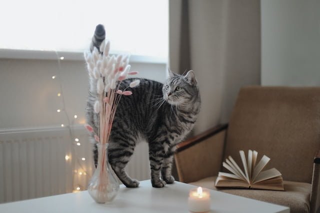 Essential Tips for Finding Pet-Friendly Rentals