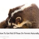 how to get rid of fleas on ferrets naturally