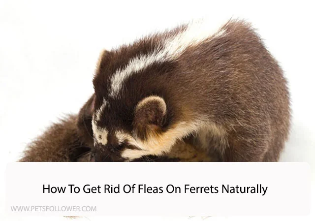 how to get rid of fleas on ferrets naturally