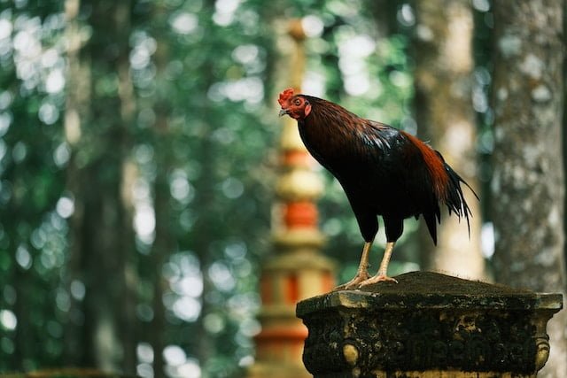 Can Chickens Eat Flour Tortillas