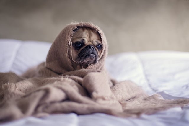 Keep Fleas Away from Your Pets