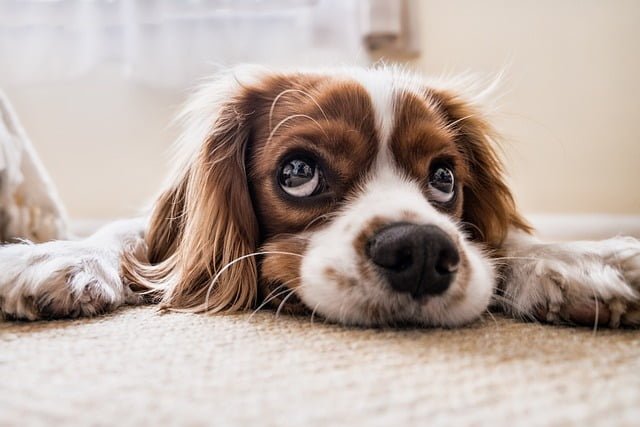 The Best Ways to Clean Up After Your Pets