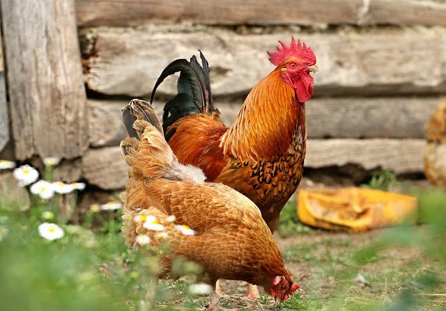 Can Chickens Eat Carnations