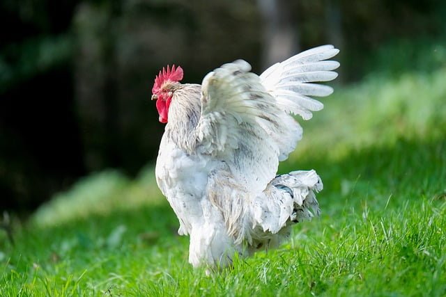 Can Chickens Eat Chives