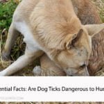 10 Essential Facts: Are Dog Ticks Dangerous to Humans?