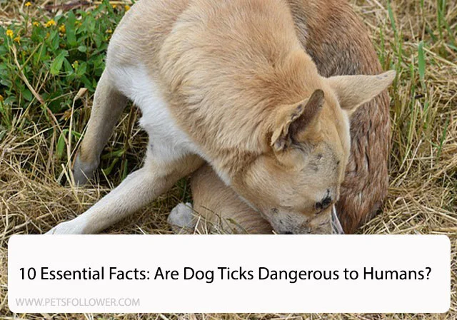 Are Dog Ticks Dangerous to Humans?