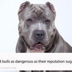 Are pit bulls as dangerous
