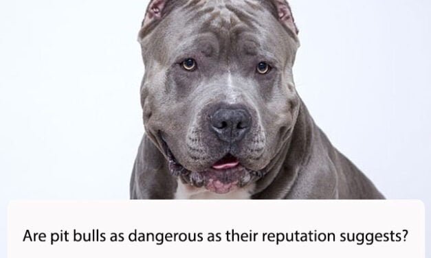 Are pit bulls as dangerous as their reputation suggests?