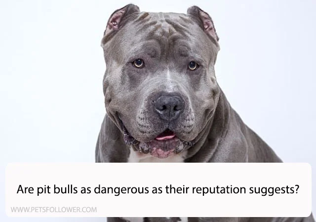 Are pit bulls as dangerous