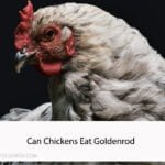 Can Chickens Eat Goldenrod