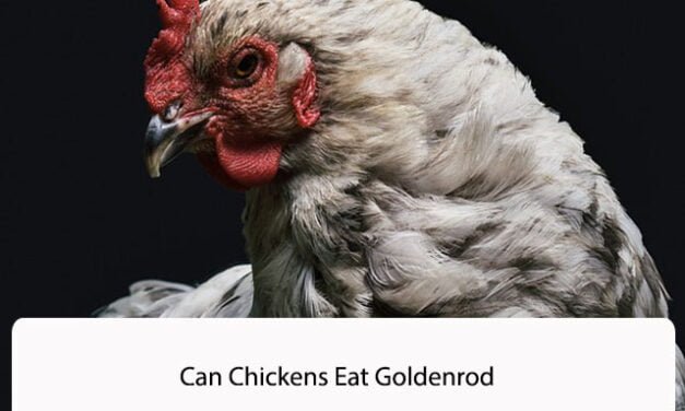 Can Chickens Eat Goldenrod