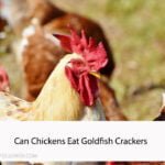 Can Chickens Eat Goldfish Crackers