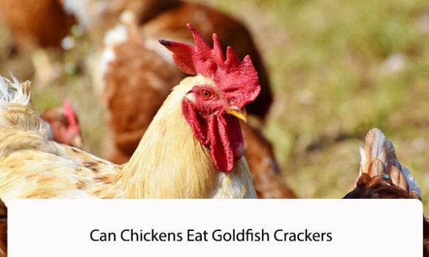 Can Chickens Eat Goldfish Crackers