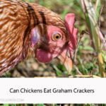 Can Chickens Eat Graham Crackers