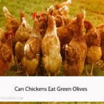Can Chickens Eat Green Olives